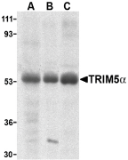 Antibody product image